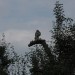 mini-IMG_1296